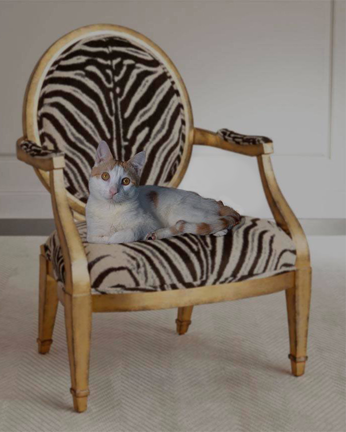 ace hearts photography cat nyc.jpg